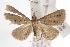  ( - ANIC Gen No. 001118)  @14 [ ] Copyright (2010) Unspecified Australia National Insect Collection