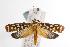  ( - ANIC Gen No. 001122)  @14 [ ] Copyright (2010) Unspecified Australia National Insect Collection