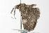  ( - ANIC Gen No. 001124)  @13 [ ] Copyright (2010) Unspecified Australia National Insect Collection