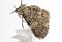  ( - ANIC Gen No. 001125)  @13 [ ] Copyright (2010) Unspecified Australia National Insect Collection