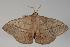  ( - ANIC Gen No. 000011)  @13 [ ] Copyright (2010) Unspecified Australia National Insect Collection