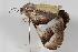  ( - ANIC Gen No. 000021)  @12 [ ] Copyright (2010) Unspecified Australia National Insect Collection