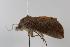  ( - ANIC Gen No. 000040)  @12 [ ] Copyright (2010) Unspecified Australia National Insect Collection