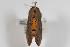 ( - ANIC Gen No. 000040)  @12 [ ] Copyright (2010) Unspecified Australia National Insect Collection