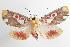  ( - ANIC Gen No. 000043)  @14 [ ] Copyright (2010) Unspecified Australia National Insect Collection