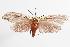  ( - ANIC Gen No. 000044)  @13 [ ] Copyright (2010) Unspecified Australia National Insect Collection