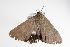  ( - ANIC Gen No. 000050)  @12 [ ] Copyright (2010) Unspecified Australia National Insect Collection