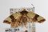  ( - ANIC Gen No. 000055)  @14 [ ] Copyright (2010) Unspecified Australia National Insect Collection