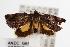  ( - ANIC Gen No. 000056)  @13 [ ] Copyright (2010) Unspecified Australia National Insect Collection