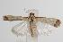  ( - ANIC Gen No. 000073)  @14 [ ] Copyright (2010) Unspecified Australia National Insect Collection