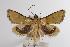 ( - ANIC Gen No. 000076)  @14 [ ] Copyright (2010) Unspecified Australia National Insect Collection