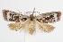  ( - ANIC Gen No. 000079)  @14 [ ] Copyright (2010) Unspecified Australia National Insect Collection