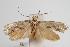  (Anticrates phaedima - ANIC Gen No. 000084)  @14 [ ] Copyright (2010) Unspecified Australia National Insect Collection