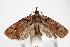  ( - ANIC Gen No. 000093)  @14 [ ] Copyright (2010) Unspecified Australia National Insect Collection