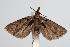  ( - ANIC Gen No. 000303)  @13 [ ] Copyright (2010) Unspecified Australia National Insect Collection