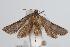 ( - ANIC Gen No. 000304)  @13 [ ] Copyright (2010) Unspecified Australia National Insect Collection