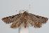  ( - ANIC Gen No. 000305)  @13 [ ] Copyright (2010) Unspecified Australia National Insect Collection