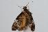  ( - ANIC Gen No. 000309)  @13 [ ] Copyright (2010) Unspecified Australia National Insect Collection
