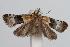  ( - ANIC Gen No. 000327)  @13 [ ] Copyright (2010) Unspecified Australia National Insect Collection