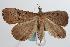  ( - ANIC Gen No. 000334)  @13 [ ] Copyright (2010) Unspecified Australia National Insect Collection