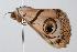  ( - ANIC Gen No. 000338)  @14 [ ] Copyright (2010) Unspecified Australia National Insect Collection