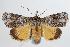  ( - ANIC Gen No. 000339)  @15 [ ] Copyright (2010) Unspecified Australia National Insect Collection