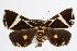  ( - ANIC Gen No. 000340)  @14 [ ] Copyright (2010) Unspecified Australia National Insect Collection