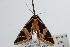  ( - ANIC Gen No. 000343)  @12 [ ] Copyright (2010) Unspecified Australia National Insect Collection
