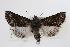  ( - ANIC Gen No. 000352)  @14 [ ] Copyright (2010) Unspecified Australia National Insect Collection