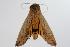  ( - ANIC Gen No. 000353)  @12 [ ] Copyright (2010) Unspecified Australia National Insect Collection