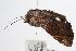  ( - ANIC Gen No. 000354)  @13 [ ] Copyright (2010) Unspecified Australia National Insect Collection