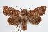  ( - ANIC Gen No. 000359)  @14 [ ] Copyright (2010) Unspecified Australia National Insect Collection