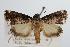  ( - ANIC Gen No. 000361)  @14 [ ] Copyright (2010) Unspecified Australia National Insect Collection