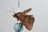  ( - ANIC Gen No. 000362)  @13 [ ] Copyright (2010) Unspecified Australia National Insect Collection