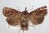  ( - ANIC Gen No. 000363)  @14 [ ] Copyright (2010) Unspecified Australia National Insect Collection