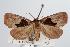  ( - ANIC Gen No. 000364)  @13 [ ] Copyright (2010) Unspecified Australia National Insect Collection