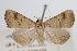  ( - ANIC Gen No. 000366)  @14 [ ] Copyright (2010) Unspecified Australia National Insect Collection