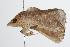 ( - ANIC Gen No. 000369)  @12 [ ] Copyright (2010) Unspecified Australia National Insect Collection