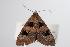  (Avatha novoguineana - ANIC Gen No. 000370)  @13 [ ] Copyright (2010) Unspecified Australia National Insect Collection