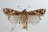  ( - ANIC Gen No. 000373)  @14 [ ] Copyright (2010) Unspecified Australia National Insect Collection