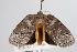  ( - ANIC Gen No. 000380)  @13 [ ] Copyright (2010) Unspecified Australia National Insect Collection