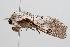  ( - ANIC Gen No. 000384)  @13 [ ] Copyright (2010) Unspecified Australia National Insect Collection