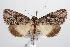  ( - ANIC Gen No. 000390)  @14 [ ] Copyright (2010) Unspecified Australia National Insect Collection