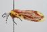  ( - ANIC Gen No. 000403)  @12 [ ] Copyright (2010) Unspecified Australia National Insect Collection