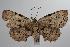  ( - ANIC Gen No. 000407)  @14 [ ] Copyright (2010) Unspecified Australia National Insect Collection
