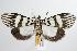  ( - ANIC Gen No. 000408)  @14 [ ] Copyright (2010) Unspecified Australia National Insect Collection