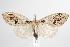  ( - ANIC Gen No. 000413)  @13 [ ] Copyright (2010) Unspecified Australia National Insect Collection