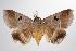  ( - ANIC Gen No. 000417)  @14 [ ] Copyright (2010) Unspecified Australia National Insect Collection