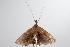  ( - ANIC Gen No. 000419)  @13 [ ] Copyright (2010) Unspecified Australia National Insect Collection