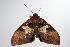  ( - ANIC Gen No. 000420)  @12 [ ] Copyright (2010) Unspecified Australia National Insect Collection